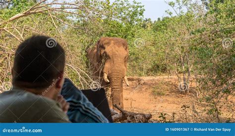 Massive African Bull Elephant Walks Through Tented Camp Editorial