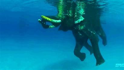 Ocean Elephant Swim Swimming Delight Clear Gawker