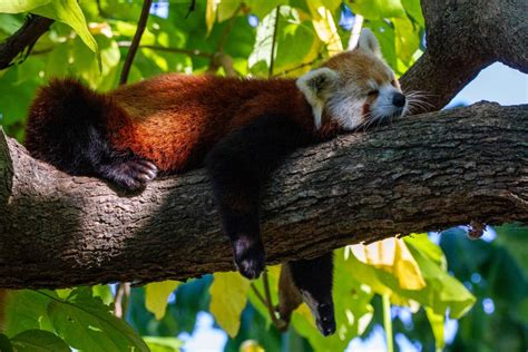5 Fakta Panda Merah Hewan Langka Yang Menggemaskan