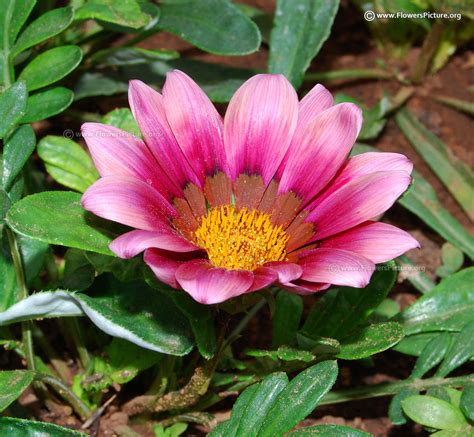 Perennial purple flowers will add wonderful shades of lilac, purple, blue and lavender to your garden. Gazania flower varieties