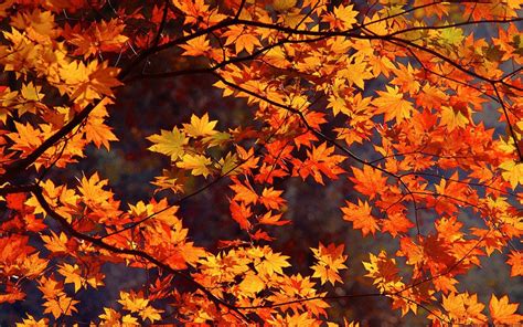 Autumn Trees Nature Landscape Leaf Leaves Wallpapers Hd Desktop