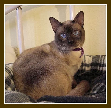 Southern wisconsin to chicago area cats live: caleb tonkinese | champagne point | Specialty Purebred Cat ...