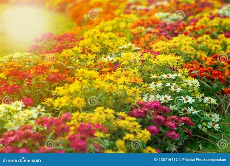 Landscape Of Blossom Colorful Flowers In The Garden Stock Photo Image