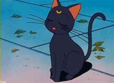 Aesthetic Anime Cat 