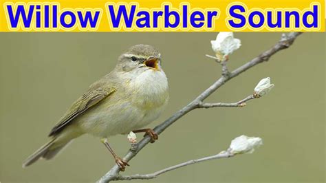 Nature Willow Warbler Bird Sound Morning Bird Sound Willow