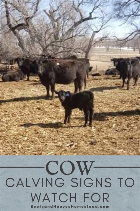 Calving Chart For Cattle