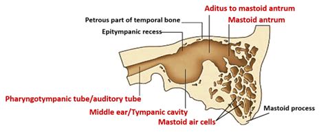 Tympanic Cavity Boundaries Contents And Applied Anatomy Qa