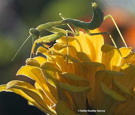 Shall We Prey Mantises Are Totally Fascinating Bug Squad Anr Blogs