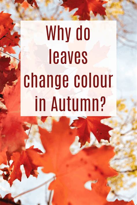 Why Do Leaves Change Color In The Fall For Preschoolers Vallie Harrell