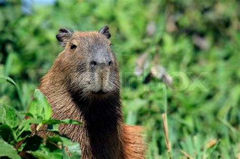 Capybara Stock Image Colourbox
