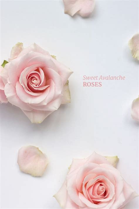 Sweet Avalanche Rosesperfect For Wedding Flower Designs Flowerona