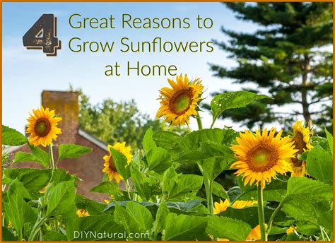 Four Great Reasons To Grow Sunflower This Year Growing Sunflowers