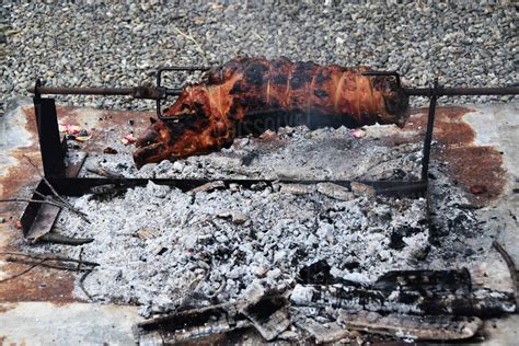 Spit Roast Pork Roasting Over A Fire Stock Photo Dissolve