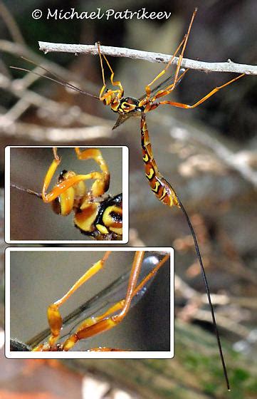 Megarhyssa Cf Greenei Megarhyssa Greenei Bugguidenet