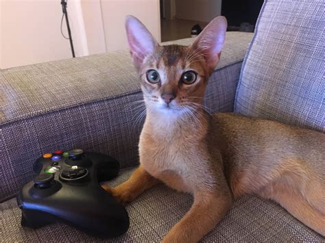 You Think She‘s One Of These Fake Gamer Cats Who Only Pose With