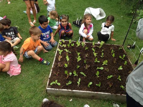 School Vegetable Gardens Urban Seedling
