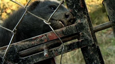 Honey Badger No Lock Can Hold This Honey Badger Nature Pbs