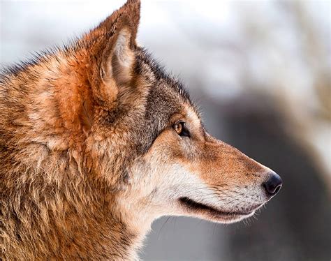 Hd Wallpaper Three Gray Wolves In Rock Together Females Branch