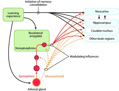 Schematic Summary Of Arousal Activated Stress Hormones And Basolateral