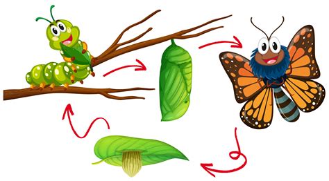 Butterfly Life Cycle Diagram Arts Education Quotes Butterfly Life