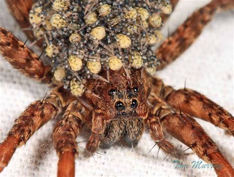 Wolf Spider Carrying Her Babies Scrolller