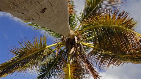 Worm S Eye View Of Palm Tree Branches Leaveas Under Blue Sky Hd Nature Wallpapers Hd