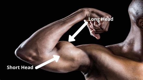How To Get A Bigger Bicep Peak Best Exercises And Workouts