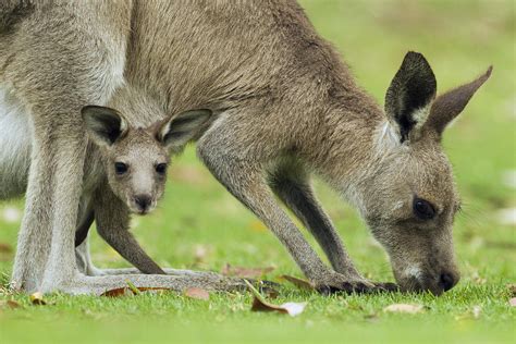 Eastern Grey Kangaroo Mother Grazing Photograph By Sebastian