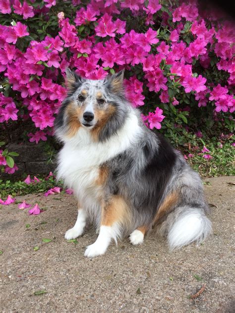 Sheltie puppies for sale, sheltie dogs for adoption and sheltie dog breeders. Rainy gets so serious when the camera is near! | Sheltie ...