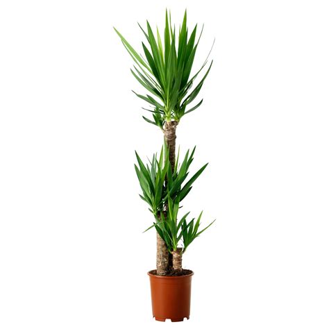 Yucca Elephantipes Plante En Pot Yucca Sans épines 3 Tiges Ikea