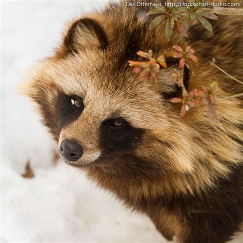 101 Best Raccoon Dog Images On Pinterest Raccoons Animaux And Dogs