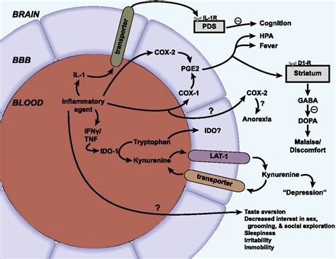 Neuroimmune Axes Of The Bloodbrain Barriers And Bloodbrain Interfaces