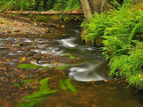 Mountain Stream In Fresh Green Leaves Forest After Rainy Day First