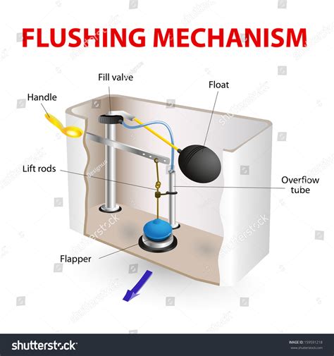 Flush Toilet Flushing Mechanism Diagram How Stock Illustration Shutterstock
