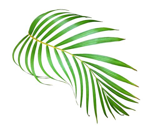 Palmboomblad Op Transparante Achtergrond Png Bestand Png