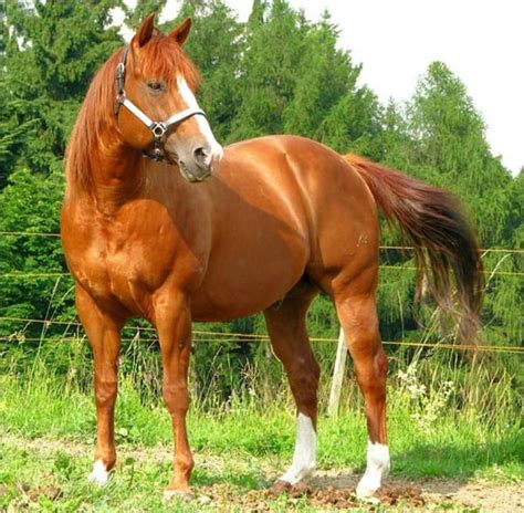 10 Most Popular Horse Breeds And Types Of Horses