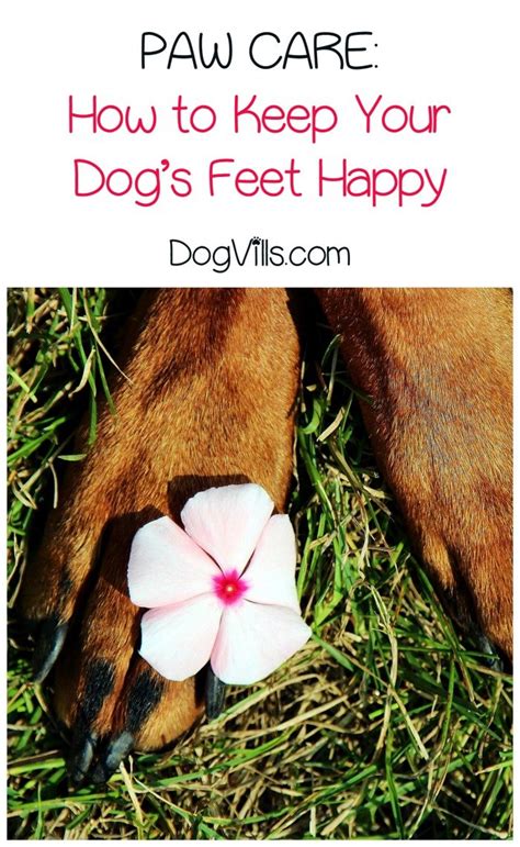 Being overweight affects your feet by putting greater force on them with each step. Paw Care - How to Keep Your Dog's Feet Happy - http://www ...
