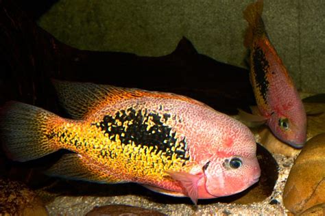 Vieja Bifasciata Cichlid Fish Cichlids Fish Breeding