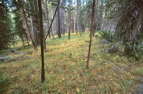 Forest Floor Yellowstone National Park Canadian Forest Forest