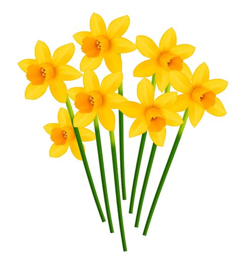 Collection Of Daffodils Clipart Free Download Best Daffodils Clipart