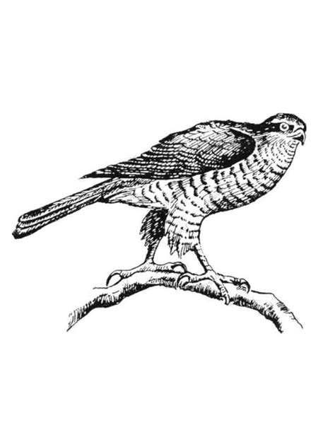 This section includes, enjoyable colouring, free printable homework, falcon coloring pages and worksheets for every age. Hawk coloring pages. Download and print Hawk coloring pages