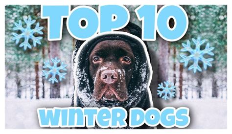 10 Best Suitable Dog Breeds For Cold Weather Winter Dog Dogs Dog
