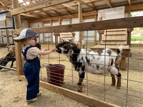 16 Petting Zoos In Nj To Visit With Furry Friends