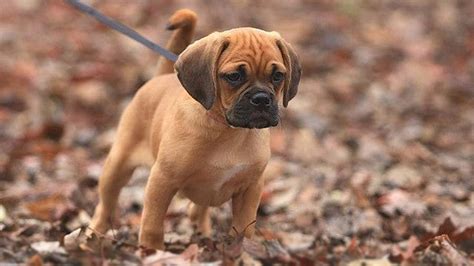 How Much Do Puggles Cost