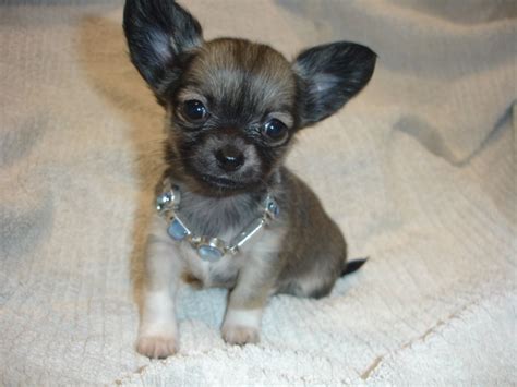 Long haired chihuahua puppies are wonderful friends and companions. Blue Sable Tiny Teacup Long Haired Chihuahua Puppy ...