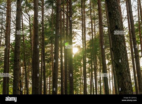 The Sun Peeks Through The Trunks Of Trees In The Forest Stock Photo Alamy