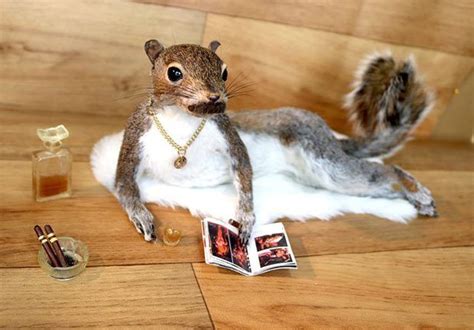 Hilarious Bad Taxidermy By Artist Adele Morse Team Jimmy Joe Bad