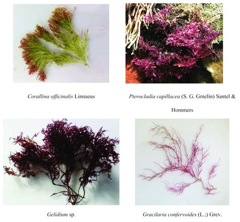 Photo Of Common Red Seaweed Species With Potential From Egypt Coasts