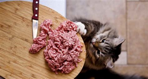 5 Cara Membuat Makanan Kucing Buatan Sendiri Id