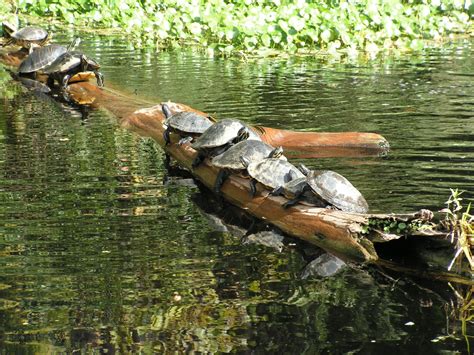 Snapping Turtles Engage In Gang Bangs In Order To Establish Dominance